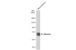 Albumin Antibody in Western Blot (WB)