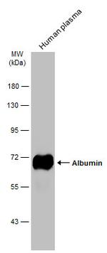Albumin Antibody in Western Blot (WB)