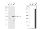 Albumin Antibody in Western Blot (WB)