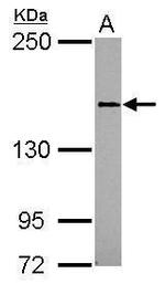 CD100 Polyclonal Antibody