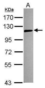 TLR5 Polyclonal Antibody