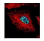 Cyclin E Polyclonal Antibody