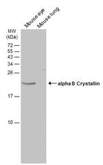 CRYAB Polyclonal Antibody