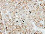 LAMP2 Antibody in Immunohistochemistry (Paraffin) (IHC (P))