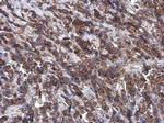 LAMP2 Antibody in Immunohistochemistry (Paraffin) (IHC (P))