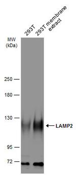 LAMP2 Antibody in Western Blot (WB)