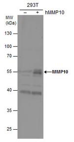 MMP10 Antibody in Western Blot (WB)