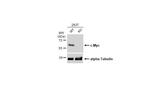 c-Myc Antibody in Western Blot (WB)