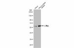 c-Myc Polyclonal Antibody