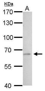 tPA Antibody in Western Blot (WB)