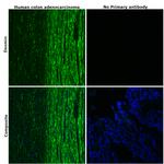 Desmin Antibody in Immunohistochemistry (Paraffin) (IHC (P))