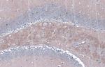 BACE1 Antibody in Immunohistochemistry (Paraffin) (IHC (P))