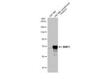 MMP2 Antibody in Western Blot (WB)