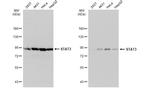 STAT3 Antibody in Western Blot (WB)