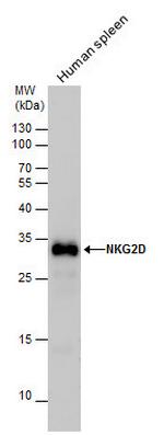 NKG2D Antibody in Western Blot (WB)