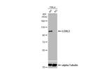 LOXL2 Antibody in Western Blot (WB)
