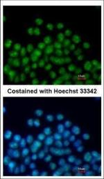 Nkx2.5 Polyclonal Antibody