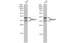 Nkx2.5 Antibody in Western Blot (WB)