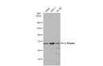 L-Plastin Antibody in Western Blot (WB)