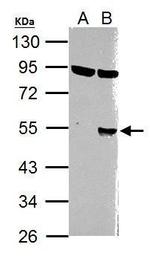 WNT1 Polyclonal Antibody