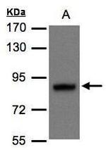 DISC1 Antibody in Western Blot (WB)