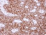 APE1 Polyclonal Antibody