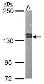 VCPIP1 Antibody in Western Blot (WB)