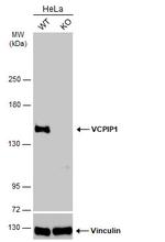 VCPIP1 Antibody in Western Blot (WB)