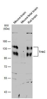 TrkC Antibody in Western Blot (WB)