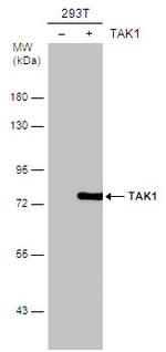 TAK1 Polyclonal Antibody