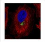GOLPH2 Polyclonal Antibody