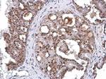 GOLPH2 Antibody in Immunohistochemistry (Paraffin) (IHC (P))