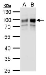 GOLPH2 Antibody in Western Blot (WB)