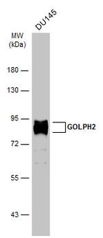 GOLPH2 Antibody in Western Blot (WB)