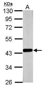 FOXP3 Antibody in Western Blot (WB)