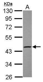 S1P1 Antibody in Western Blot (WB)