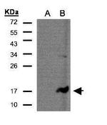 CD3z Polyclonal Antibody