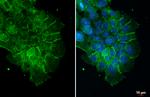 ZO-1 Antibody in Immunocytochemistry (ICC/IF)
