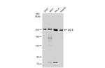 ZO-1 Antibody in Western Blot (WB)