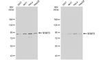 STAT3 Antibody in Western Blot (WB)