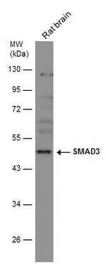 SMAD3 Antibody in Western Blot (WB)