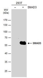 SMAD3 Antibody in Western Blot (WB)