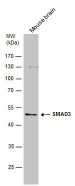 SMAD3 Antibody in Western Blot (WB)