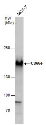CEA Antibody in Western Blot (WB)