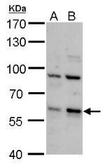 PCTAIRE2 Polyclonal Antibody