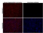 Arginase 1 Antibody in Immunohistochemistry (Paraffin) (IHC (P))