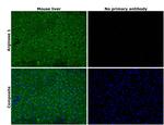 Arginase 1 Antibody in Immunohistochemistry (Paraffin) (IHC (P))