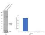Arginase 1 Antibody in Western Blot (WB)