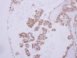 ANP Polyclonal Antibody