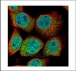 Ubiquitin B Polyclonal Antibody